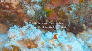 【30秒の海中動画 】/ Juvenile of Spotted parrotfish, Ishigaki island, Okinawa 石垣島 イロブダイ