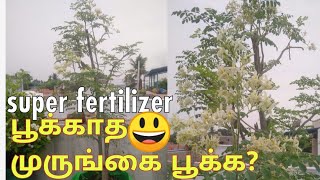 பூக்காத முருங்கை பூக்க இந்த பயிரூக்கி கட்டாயம் தாங்க#best fertilizer for murunkai(stimulate flowers)