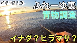 【釣り#2】横浜　ふれーゆ裏で青物調査ここでも釣れるのか？