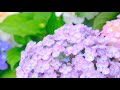 京都紫陽花めぐり30選 the 30 best hydrangea spots in kyoto