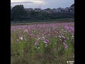 【8k】co starring sunflowers and cosmos in november：sakura furusato square 11月のヒマワリとコスモスの共演：佐倉ふるさと広場