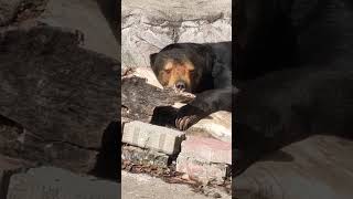 ちょい珍しい姿勢…🧸💞  23.2.12 10:59 #マーサ #マレーグマ #天王寺動物園 #minnanotennojizoo #sunbear #animallovers