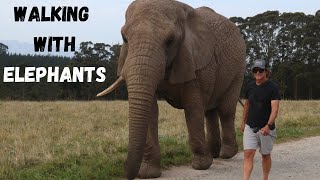 Unforgettable experience: Walking with Elephants at Knysna Elephant Park