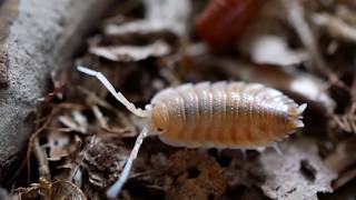 Porcellio magnificus