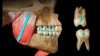 The Dental Balance Zone By Dr Mike Mew