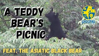 A teddy bear's picnic in the trees: the feeding signs of Asiatic black bears | Picchio Wildlife