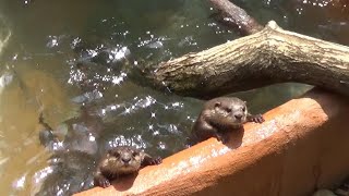 遊びまわるカワウソたち  Amazing small-clawed otter family #233 【Cute animal videos】【こども動物自然公園】