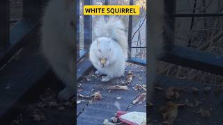 Eminem Abracadabra This is a rare almost extinct White Squirrel #shortsfeed #viralshorts