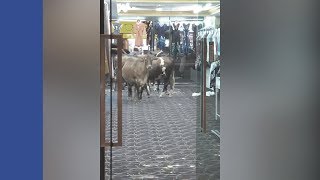 Makin Pelik, Lembu Masuk Kedai Cari Apa?