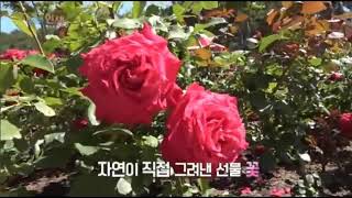 OBS 이것이인생 방송출연 디자인센스 초대형꽃 조명숙플라워 자이언트플라워 빅플라워 방송촬영 포토존제작 벽장식 꽃데코 백화점디스플레이 장미축제 카페인테리어 인테리어꽃 서민갑부꽃