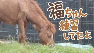 【野間馬】福ちゃん練習してたよ【天王寺動物園】