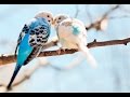 Romantic Moments of Love Birds