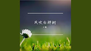 风吹白桦树