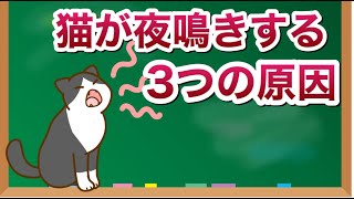 猫が夜鳴きする原因3選【獣医師解説】