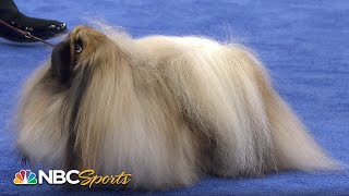 National Dog Show 2016: Best in Show (Full Judging) | NBC Sports