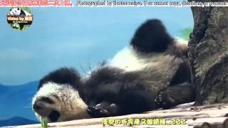 20150627圓仔用舌頭舔鼻子 The Giant Panda Yuan Zai