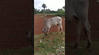 காங்கேயம் இளம் காளை, விற்பனைக்கு  கோவை மதுக்கரை, குமாரபாளையம் 9843429294