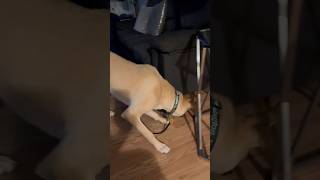 My dog Jack playing Dog and Cat's Hilarious Playtime s #dogplaying #catanddog #doglovers #catlovers