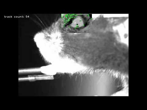 Mouse Eye Tracking With Opencv Youtube