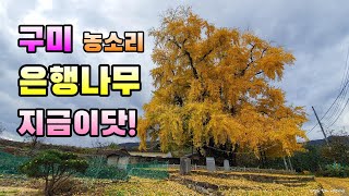 [구미 선산 농소리 은행나무] 이번주(11월 둘째주)가 절정입니다~!