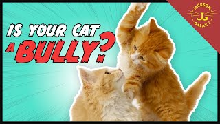 What is the Napoleon Cat? Is Your Cat a Bully? | Cat Daddy Dictionary