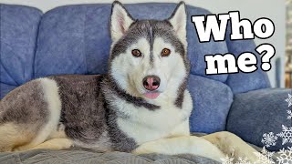 What it's REALLY Like Owning a Siberian Husky!