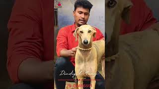 ROLAX BGM with Kanni Dogs #shorts #kannidog #chippiparai