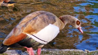 Rivalität zwischen Zwei Nilgans Familie Herrngarten - Darmstadt / September 2024 /