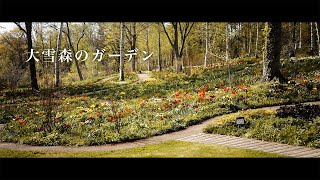 『大雪森のガーデン』5月の花｜スイセン,チューリップ見頃【北海道のガーデン】