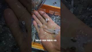 살아있는 호래기는 손조심~!! #남해 #호래기