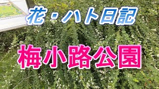 【京都市 下京区】梅小路公園 花・ハト日記