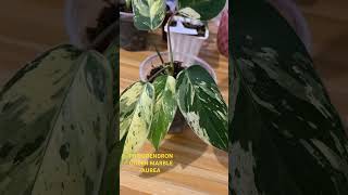 PHILODENDRON QUEEN EMERALD MARBLE AUREA #gardenplants #philodendron #variegated #plantlover