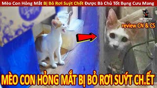 Mèo Con Hỏng Mắt Bị Bỏ Rơi Suýt Ch.ết Được Bà Chủ Tốt Bụng Cưu Mang || Review Con Người Và Cuộc Sống