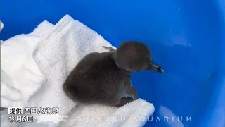 「元気に育ってくれたら」ケープペンギンのヒナが四国水族館で誕生　親からエサをもらう時の顔が愛らしい【香川】