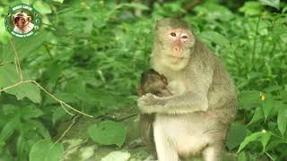 The Most Beautiful Monkeys YOU Never SEEN Before, Monkey Santuk, 0019 @hdmonkeys