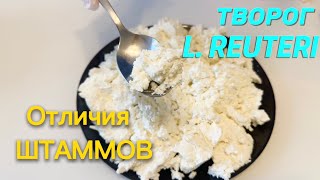 ШТАММЫ L.REUTERI, в чем отличия? ТВОРОГ с реутери