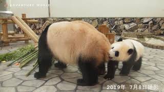 パンダの親子 遊んで体力作り！～Parent and child of panda play and gain physical strength～