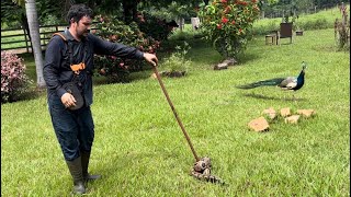 COBRA GIGANTESCA NO MEIO DO JARDIM QUASE COMEU O PAVÃO 😱 TÔ CHEGANDO SÃO PAULO 🎉💃FRAN ADORNO