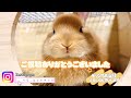 【うさぎ】好き嫌いが移りゆくうさぎ【ネザーランドドワーフ】