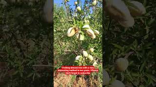 Fruiting almond treewith a very interestingmethod in twoyears/Please don'tforget tosubscrib#ealmonds