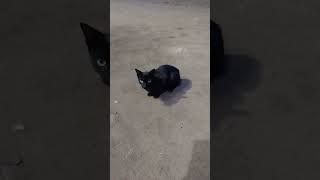 கருப்பு பூனை - Black cat #shorts