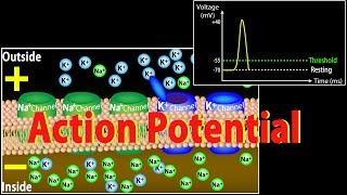 Action Potential in Neurons, Animation.