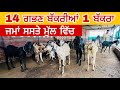 14 ਗਭਣ ਬੱਕਰੀਆਂ 1 ਬੱਕਰਾ ਜਮਾਂ ਸਸਤੇ ਮੁੱ.ਲ ਵਿੱਚ  । Beetal Goat farm Patiala #goat #goats ​⁠​⁠​⁠​⁠​⁠