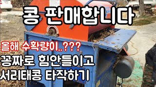 성부 콩탈곡기 사용법 서리태콩타작하기 (콩 판매합니다)