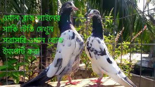 ওমান ব্লাড লাইনের # টেডি কবুতর **