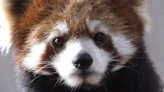 レッサーパンダ　ホーリーちゃん　まっすぐ見つめられました　【茶臼山動物園】