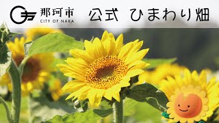 【公式4K】那珂市のひまわり畑 Sunflower field - Naka City, Ibaraki, Japan