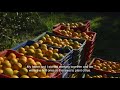 wild orange oil – doterra sourcing brazil’s orange essential oil