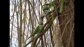 Alexandrine Parakeet - Grote Alexanderparkiet   -  Will Schep