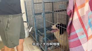 这家犬舍堪称世外桃源，人都没有这福气，狗狗却住了“别墅”